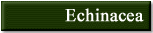 echinacea